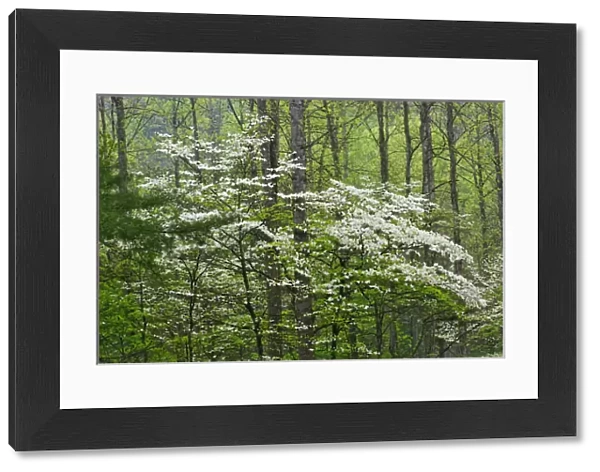 Flowering Dogwood Trees in forest, Great Smoky Mountains National Park, Tennessee