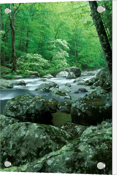 Tennessee, Great Smoky Mt NP, Stream at Tremont in spring