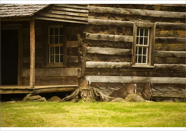 USA; Great Smoky Mountains NP; Deer grazing at a log cabin in Cades Cove