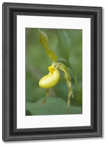 Yellow Ladyslipper (Cypripedium calceolus) Orchid family (Orchidaceae) along a wooded path