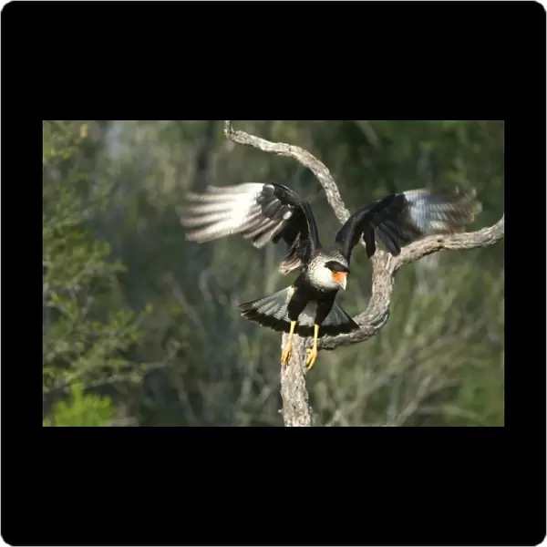 USA, Texas, Rio Grande Valley, Starr County. Crested caracara taking flight. Credit as
