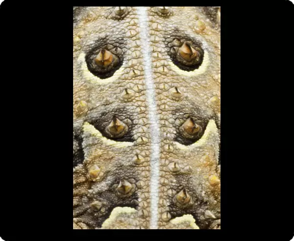 USA, Texas, Rio Grande Valley. Close-up of back of horned lizard. Credit as: Dave