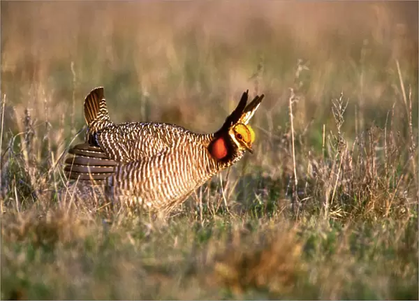 USA, Texas, Canadian. Wild lesser prairie chicken male in mating display on lek. Credit as