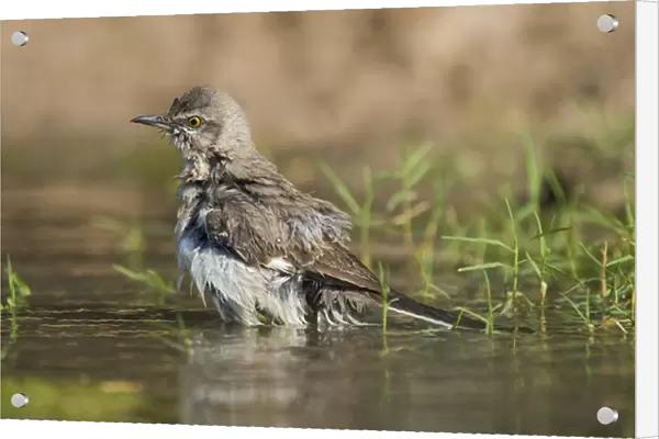 USA, Texas, Starr County. Adult northern mockingbird bathing. Credit as: Dave Welling
