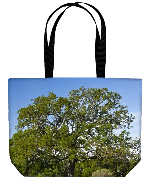 North America, USA, Texas. Lone oak tree standing in field of Texas bluebonnets