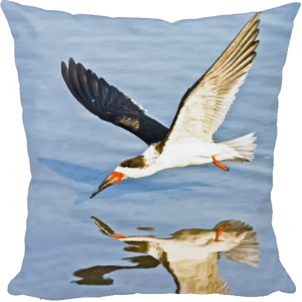 Black Skimmer (Rhynchops niger) in winter plumage fishing on the Laguna Madre near