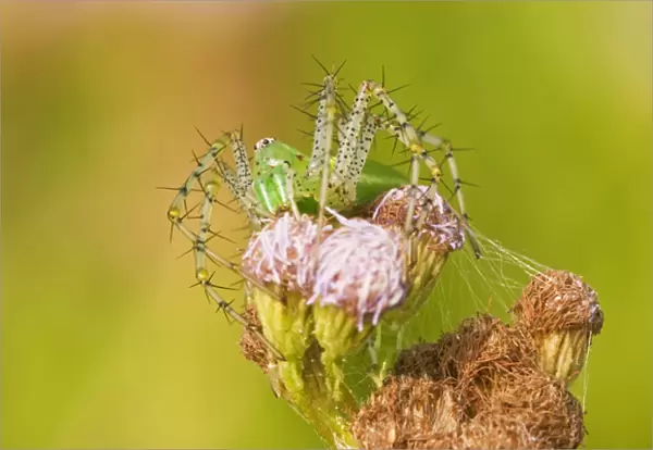 Green Lynx Spider camouflaged on a mist flower on the US  /  Mexico border in south Texas