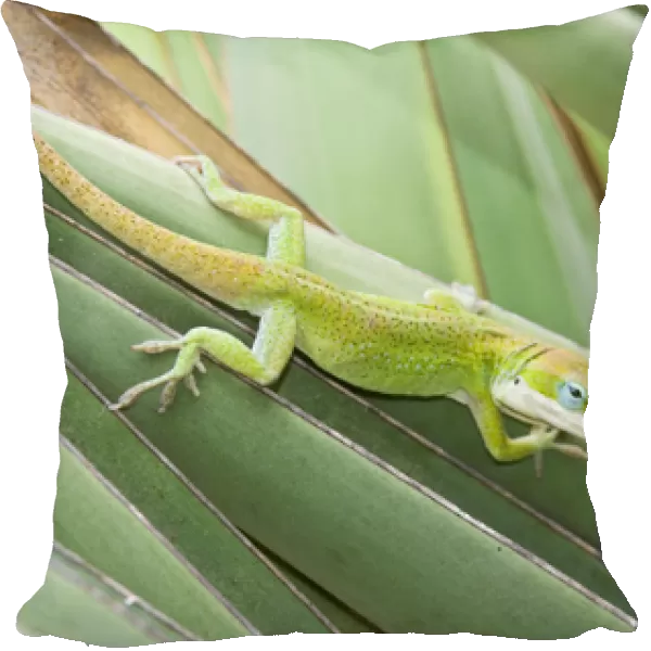 Green Anole (Anolis carolinensis) hunting insects on yucca, south Texas, USA, September