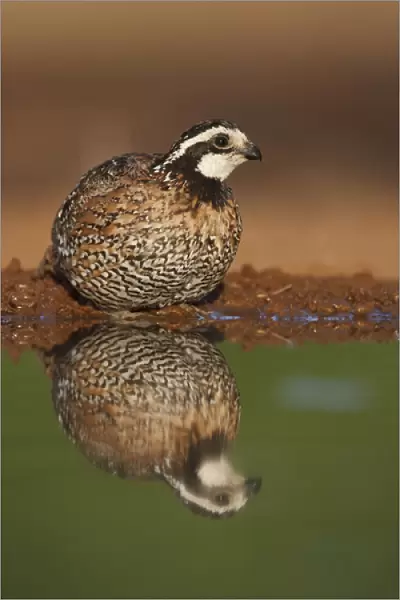 Laguna Seca Ranch, Hidalgo Co. Texas, USA, Northern Bobwhite (Colinus virginianus) quail