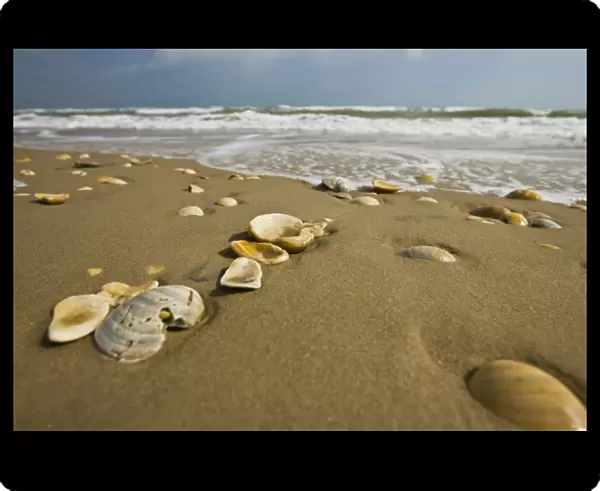Sea shells on South Padre Island beach, Gulf of Mexico, Texas, USA