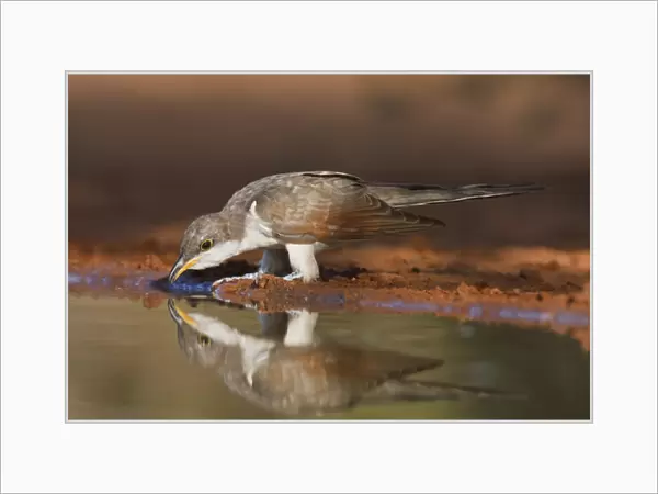 Yellow-billed Cuckoo (Coccyzus americanus) drinking, Texas, USA, spring