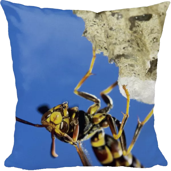 Paper Wasp, Polistes sp. adult on nest, Lake Corpus Christi, Texas, USA, May 2003