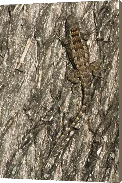 Texas Spiny Lizard, Sceloperus olivaceus, adult on Mesquite tree bark, Willacy County