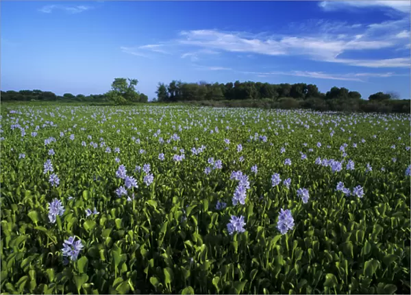Water Hyacinth, Eichhornia crassipes, blooming, Lake Corpus Christi, Texas, USA