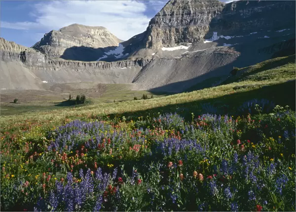 USA, Utah, Uinta-Wasatch-Cache National Forest, Wildflower meadows below Mount Timpangos