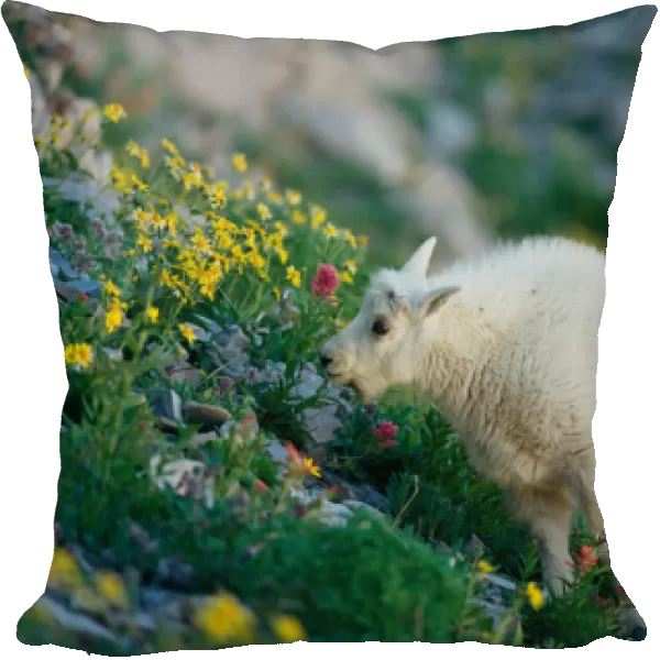 USA, Utah, Wasatch Mountains, Mt Timpanogos Wilderness Area, Young Mountain Goat