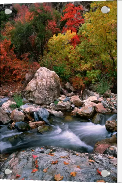USA, Utah, Wasatch-Cache NF, Big Cottonwood Creek, Fall foliage