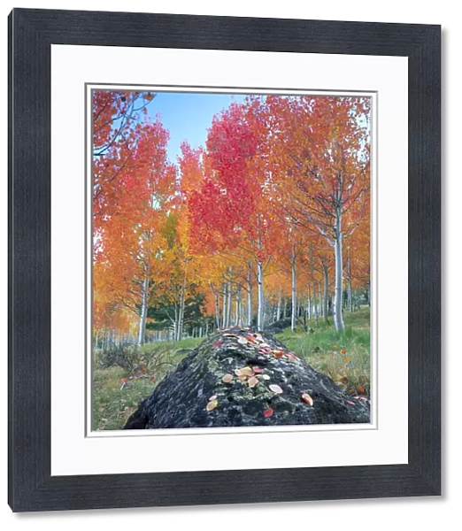 UTAH. USA. Red aspen grove (Populus tremuloides). Boulder Mountain in autumn. Dixie