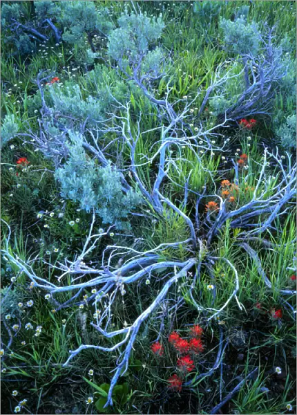 UTAH. USA. Sagebrush, paintbrush, & daisies. Sevier Plateau. Fishlake National Forest