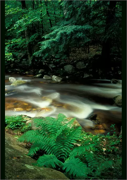 Stratton, VT. Ferns and hemlock trees along Broad Brook in Vermonts Green Mountains