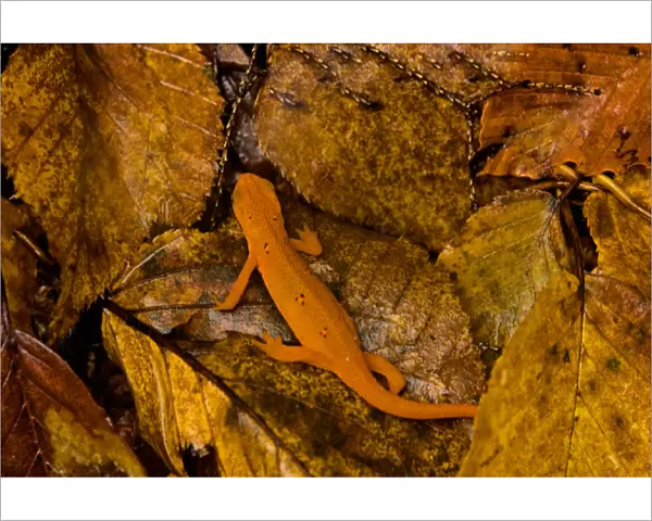 USA, Vermont, Bennington, Salamander, Red-Spotted Newt or Eastern Newt