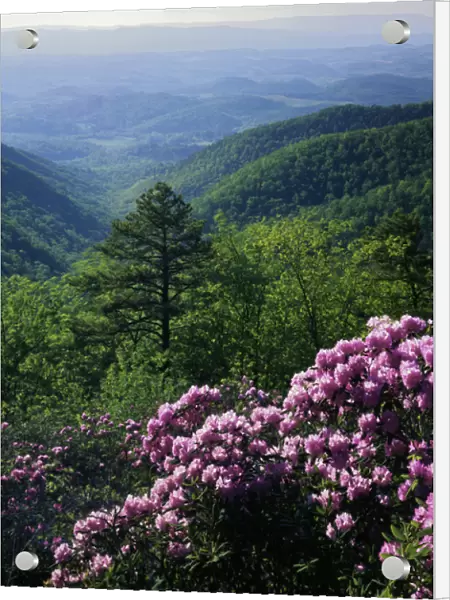 USA, Virginia, Blue Ridge Parkway, Blue Ridge Mountains Catawba Rhododendron