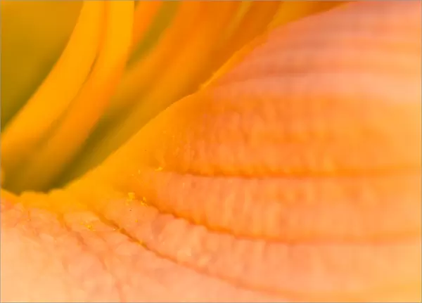United States, Virginia, Arlington Looking inside the center of a pink day lily