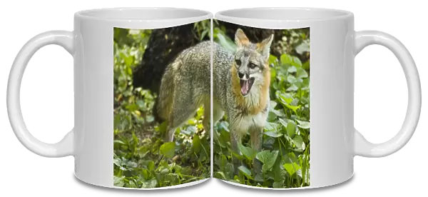 Fox, Maymont Park Zoo, Richmond, Virginia, United States