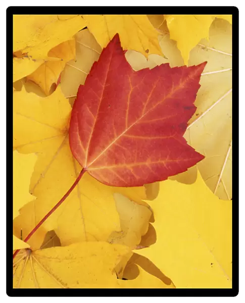 USA, Washington, Finch Arboretum, Red and Sugar Maple leaves