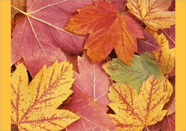 USA, Washington, Finch Arboretum, Maple leaves