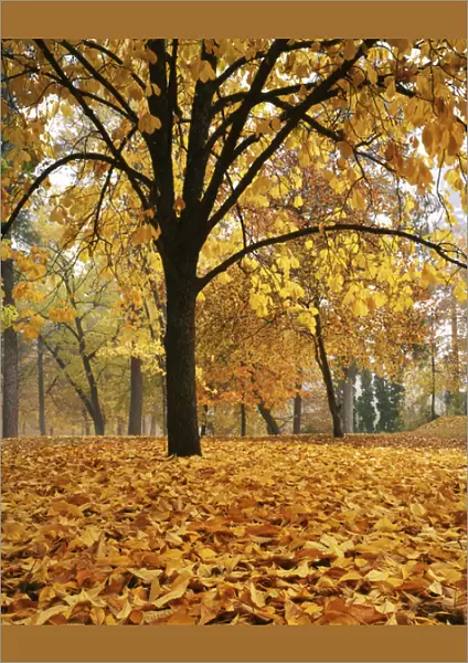 USA, Washington, Spokane, Manito Park, Autumn