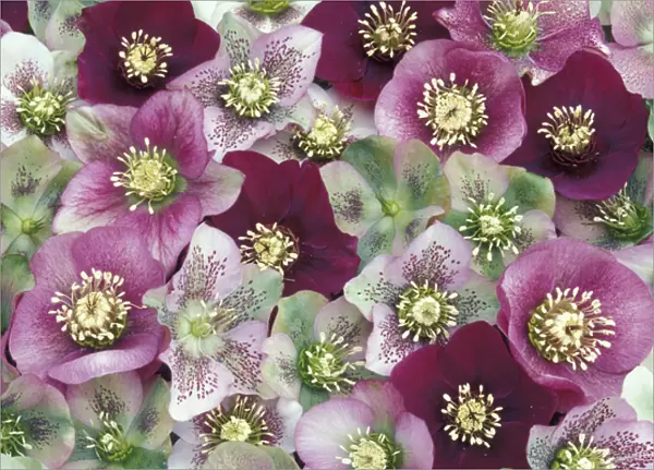 NA, USA, Washington, Sammamish Heleborus flower pattern