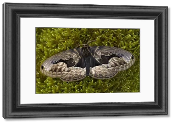 Sammamish, Washington Chinesse Moth Brahmaea tancrei with great design patterns