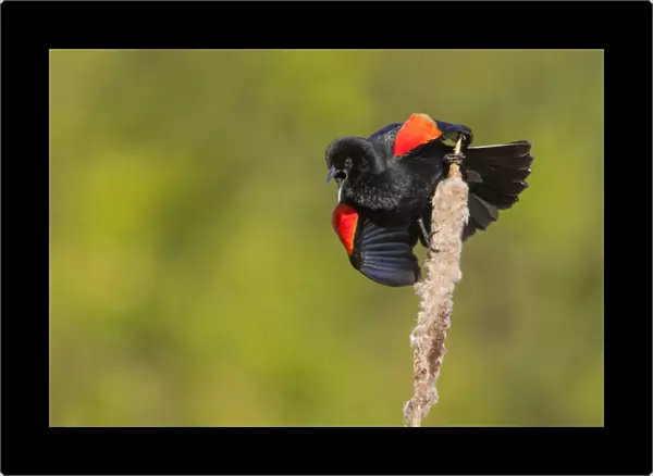 USA, Washington State. A male red-winged blackbird (Agelaius phoeniceus) displays