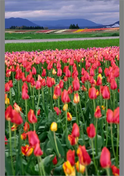 NA, USA, Washington, Tulip Fields in the Skagit Valley