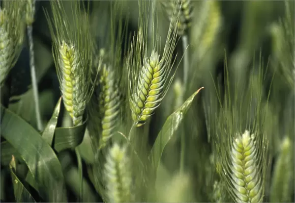 N. A. USA, Washington, Whitman County. Closeup of wheat stalks
