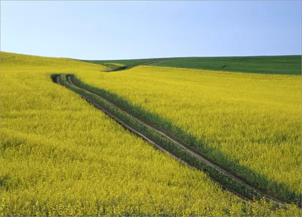 N. A. USA, Washington, Whitman County. Tracks running thru Canola fields