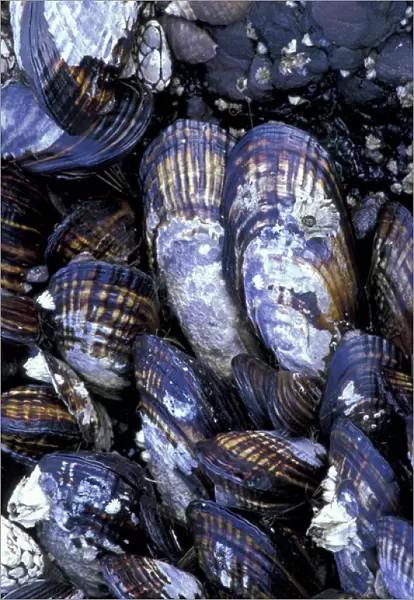 USA, Washington State, Salt Creek State Park, Tongue Point. California mussels with