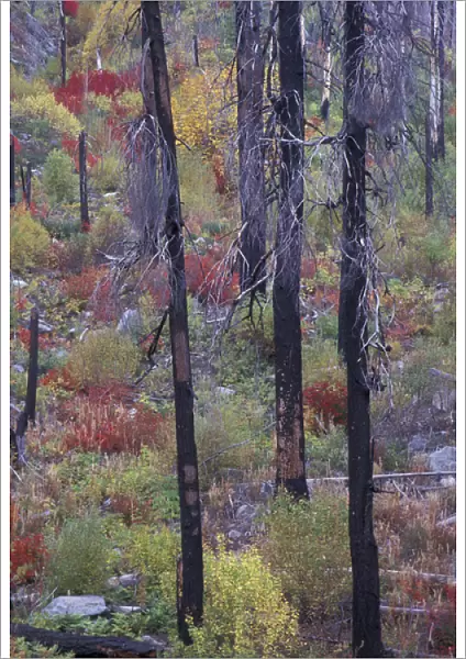 North America, USA, WA, near Leavenworth, Tumwater Canyon rebirth of the forest