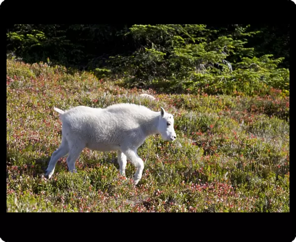 WA, Alpine Lakes Wilderness, Mountain Goat (Oreamnos americanus), Young kid goat