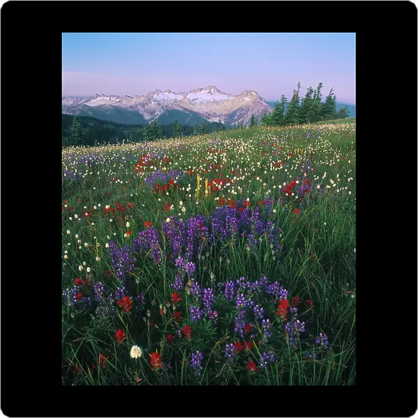 A subalpine meadow, lush with wildflowers, with a range of glaciated mountains in