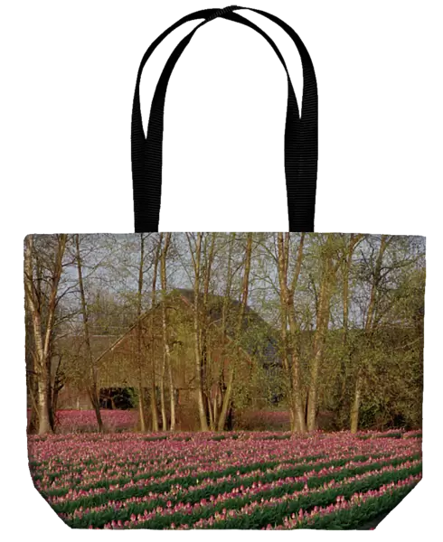 The soft glow of rose-colored tulips in front of a barn in early morning light