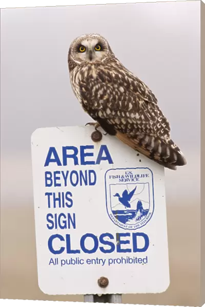 Ridgefield National Wildlife Refuge, Washington, a Short eared Owl