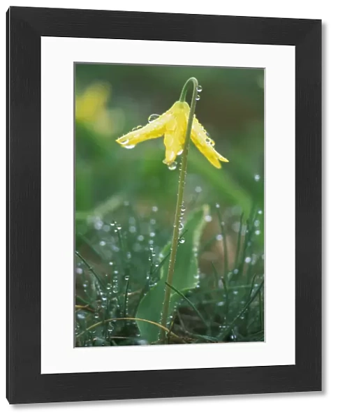Dewdrops on Glacier Lily, Olympic NP, WA