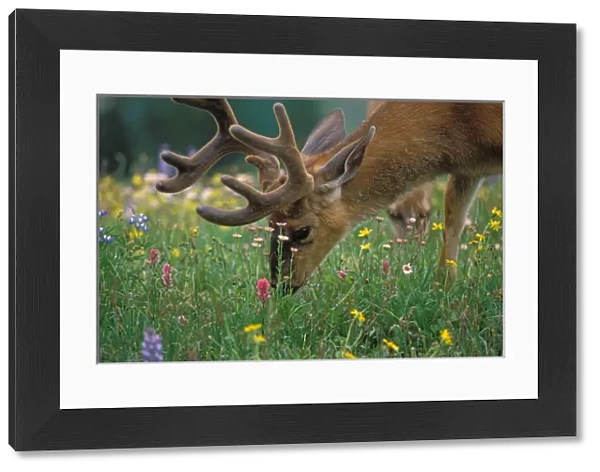black-tailed deer, Odocoileus hemionus, buck grazing in a subalpine meadow of wildflowers