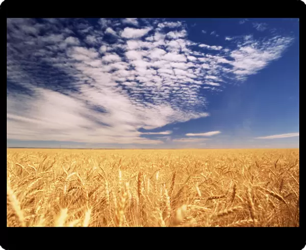 Clouds over wheat field