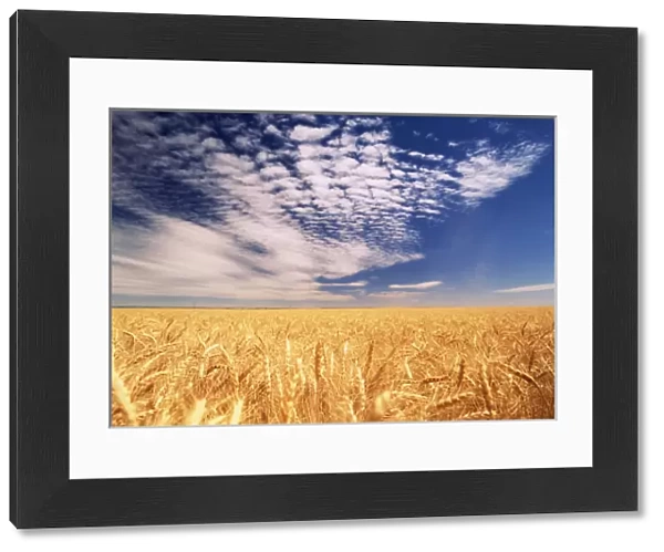 Clouds over wheat field