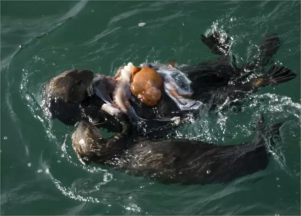 Adult and juvenile Sea Otter (Enhydra lutris) consume Giant Pacific Octopus (Octopus
