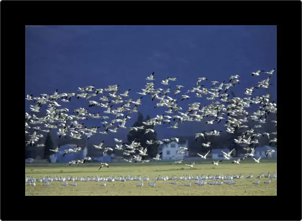 NA, USA, Washington, Skagit Wildlife Management Area Snow geese (Chen caerulescens)