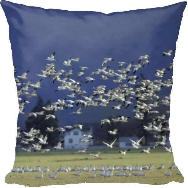 NA, USA, Washington, Skagit Wildlife Management Area Snow geese (Chen caerulescens)